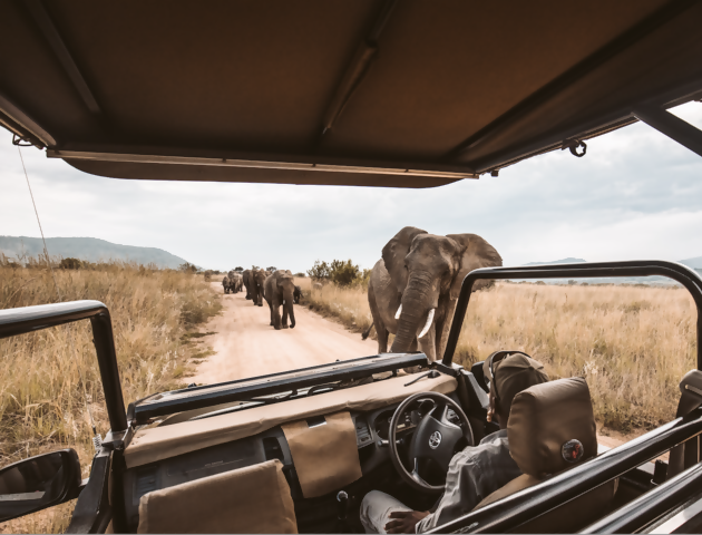 Save on a Collette Tour to South Africa, Offering the Best of Culture and Wildlife