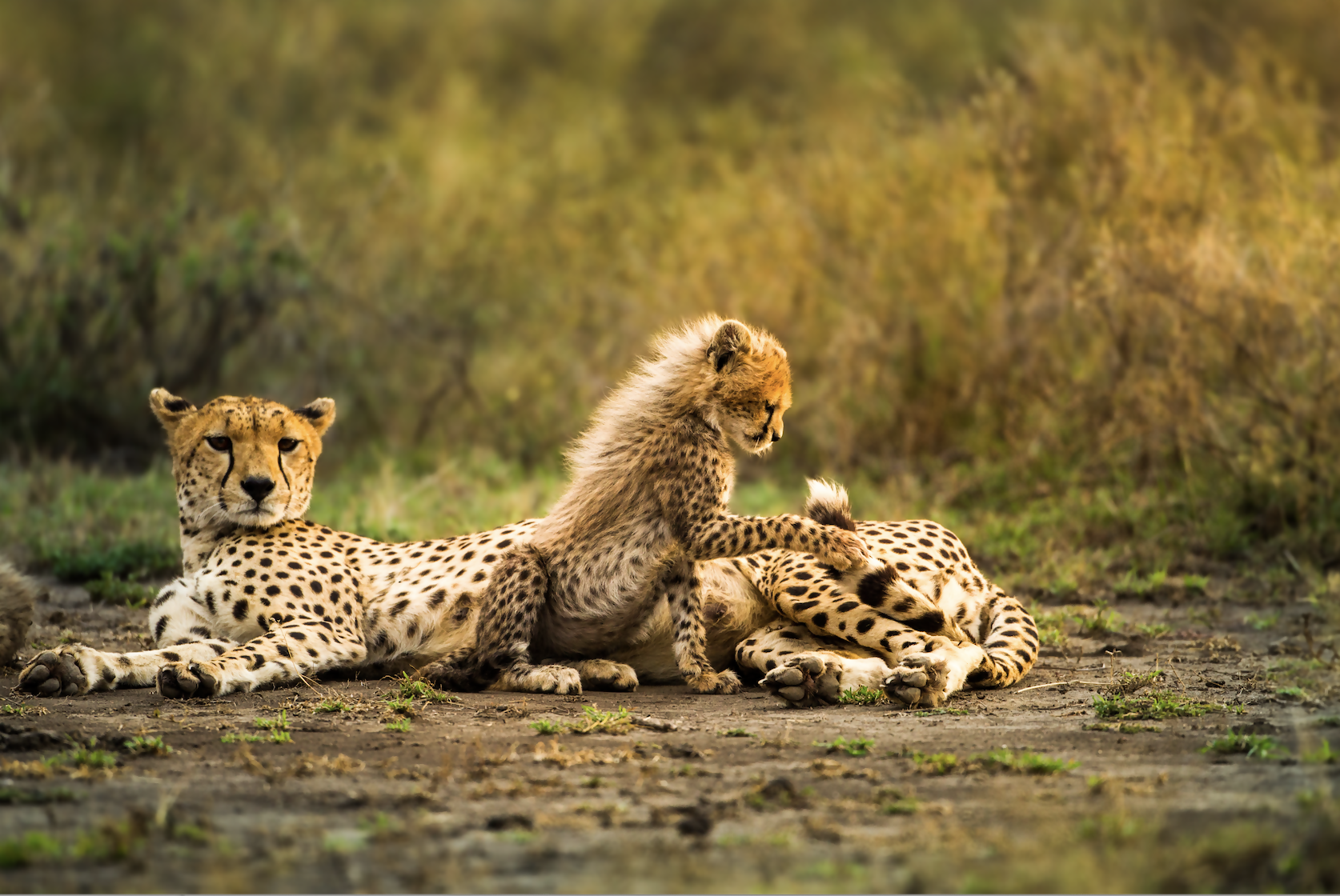 African Travel Launches New Wildlife Conservation Experiences
